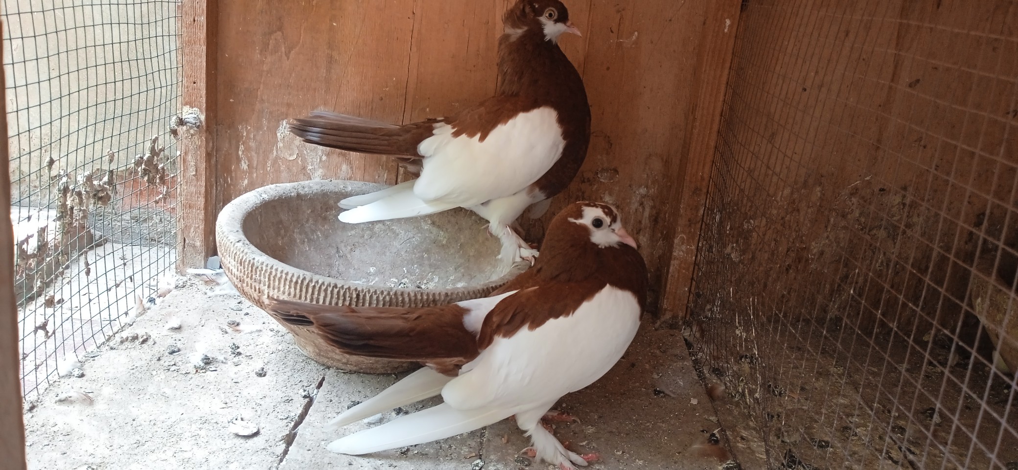 Ustad shani pigeons club RWP | Facebook