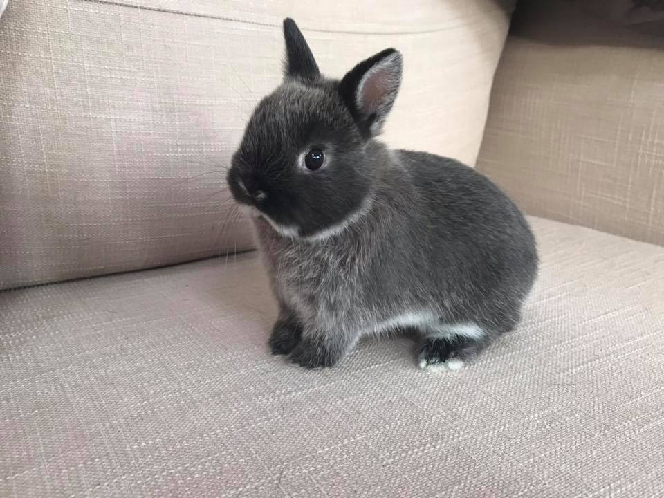 The Nethy Shed - Netherland Dwarf Rabbits Cornwall.