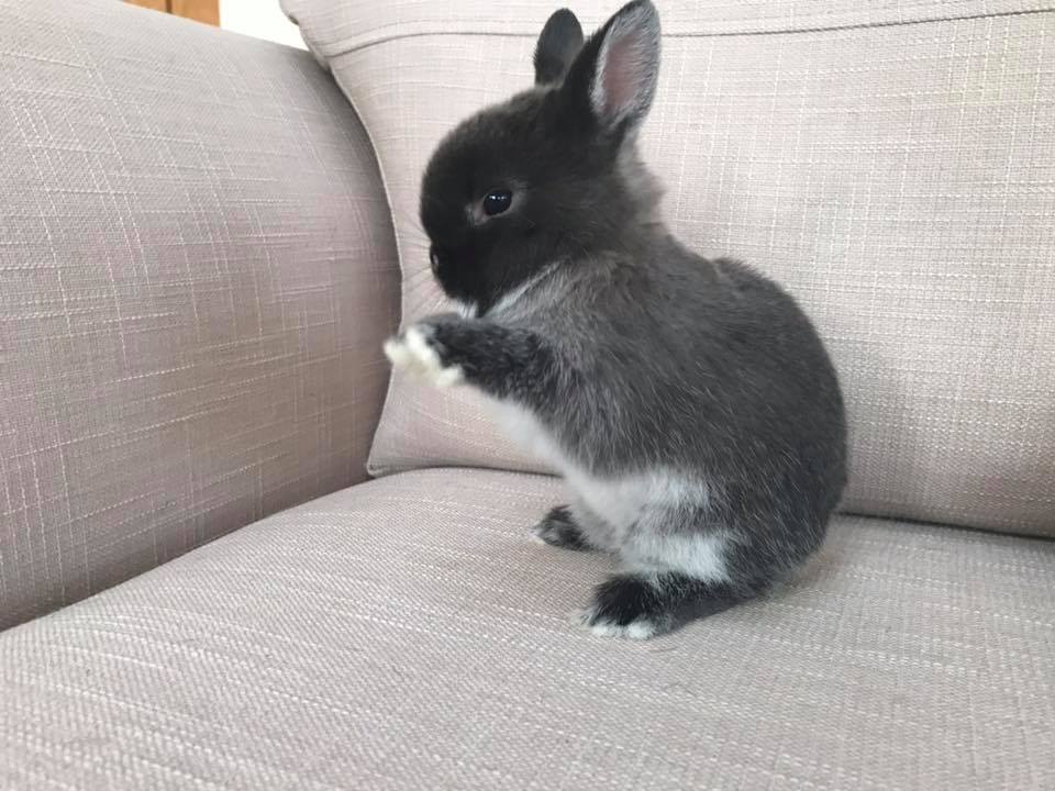 The Nethy Shed - Netherland Dwarf Rabbits Cornwall.