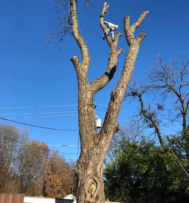 Out on a limb tree service and care