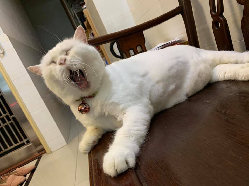 Pet Sitter Macau 澳門寵物保姆 Home Facebook