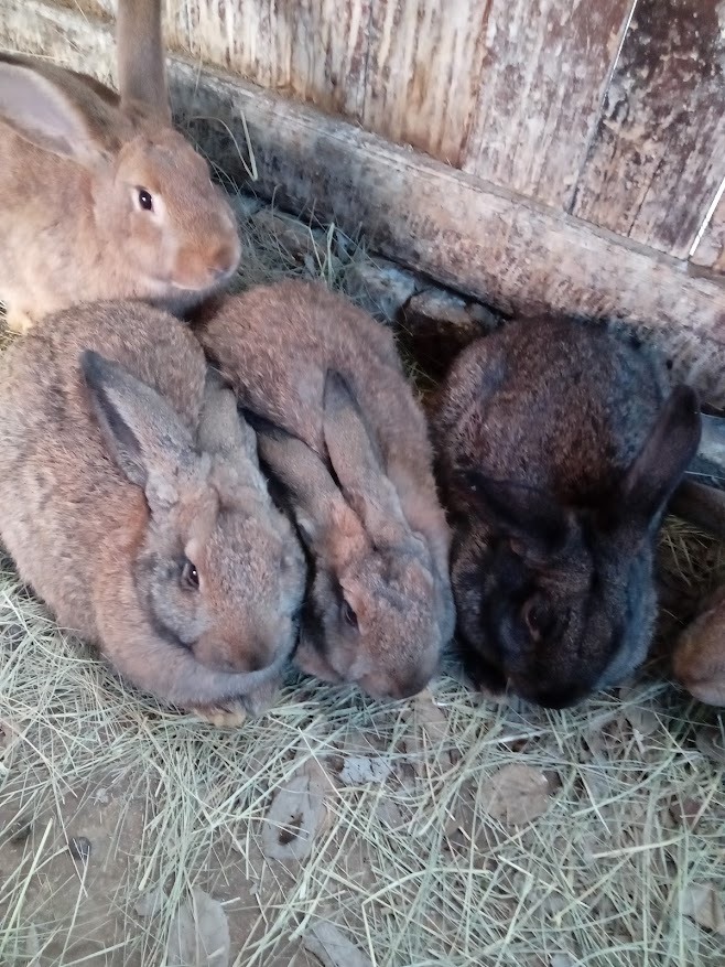 Rabbit Lovers, Breeders, Farmers of South Africa🐇 | Facebook