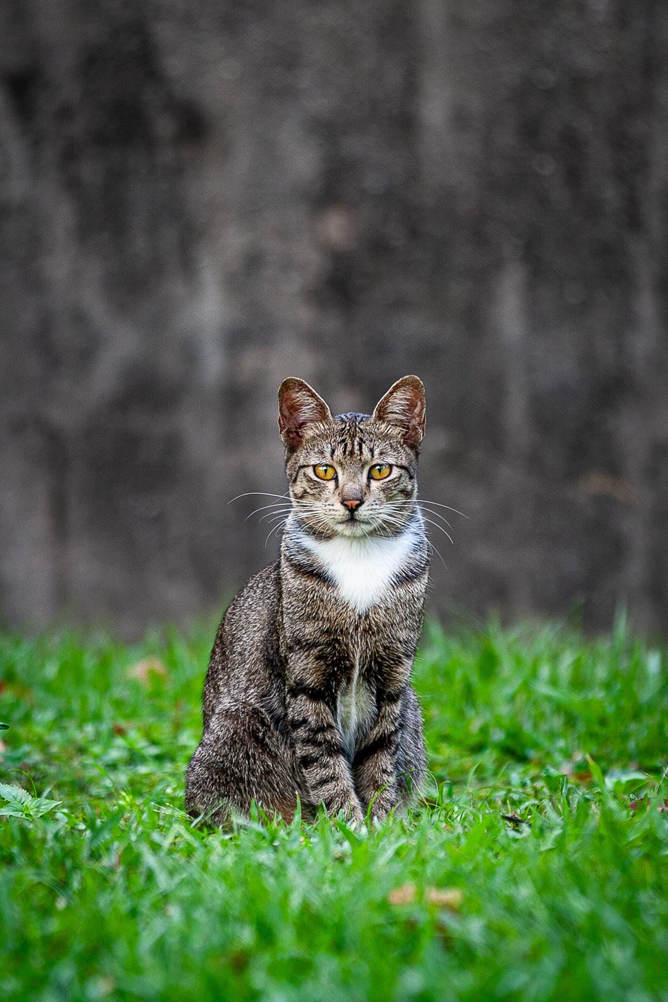 Canon 20D and 55-250mm STM lens for pet photography