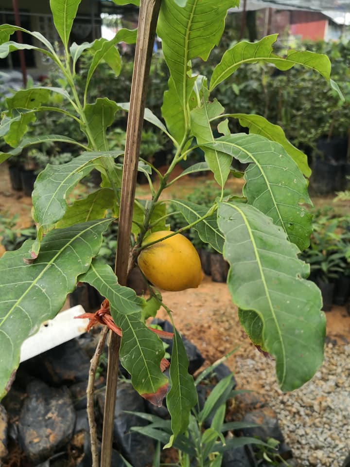 Maiza Nursery Anak Pokok Abiu Ada Lagi Ni Sehari Lagi Facebook