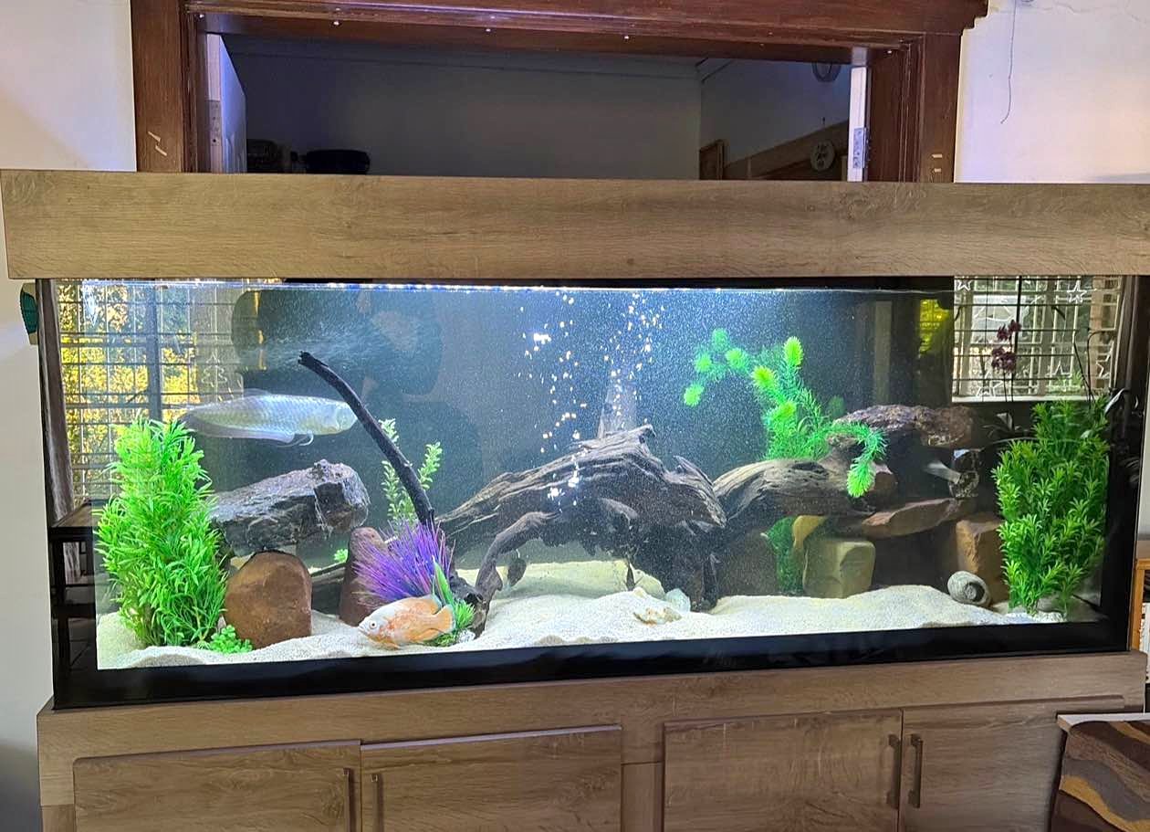 cute fish tank accessories qumHmup Octopus Aquarium Ornaments Decoration, Blue Artificial Sea Life, Glowing Fingers Enhance Visual Appeal, Suitable for Various Tanks : Pet Supplies Daiwa 18 Blast LT5000D-CXH Rod/reel combo Model:9’ 6” 6wt 4pc This aquarium shelter cave