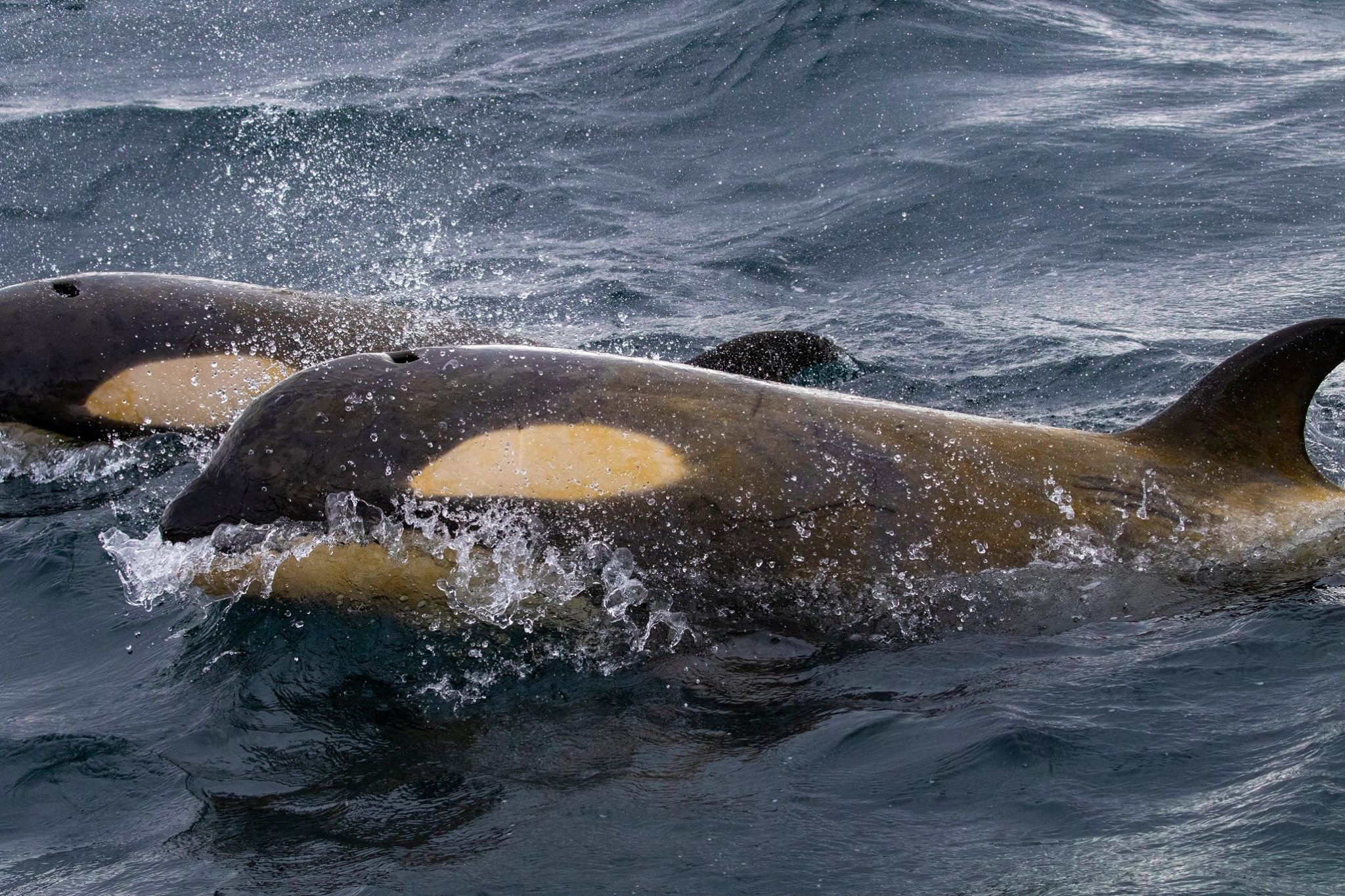 We... - Project ORCA - Orca Research & Conservation Australia | Facebook