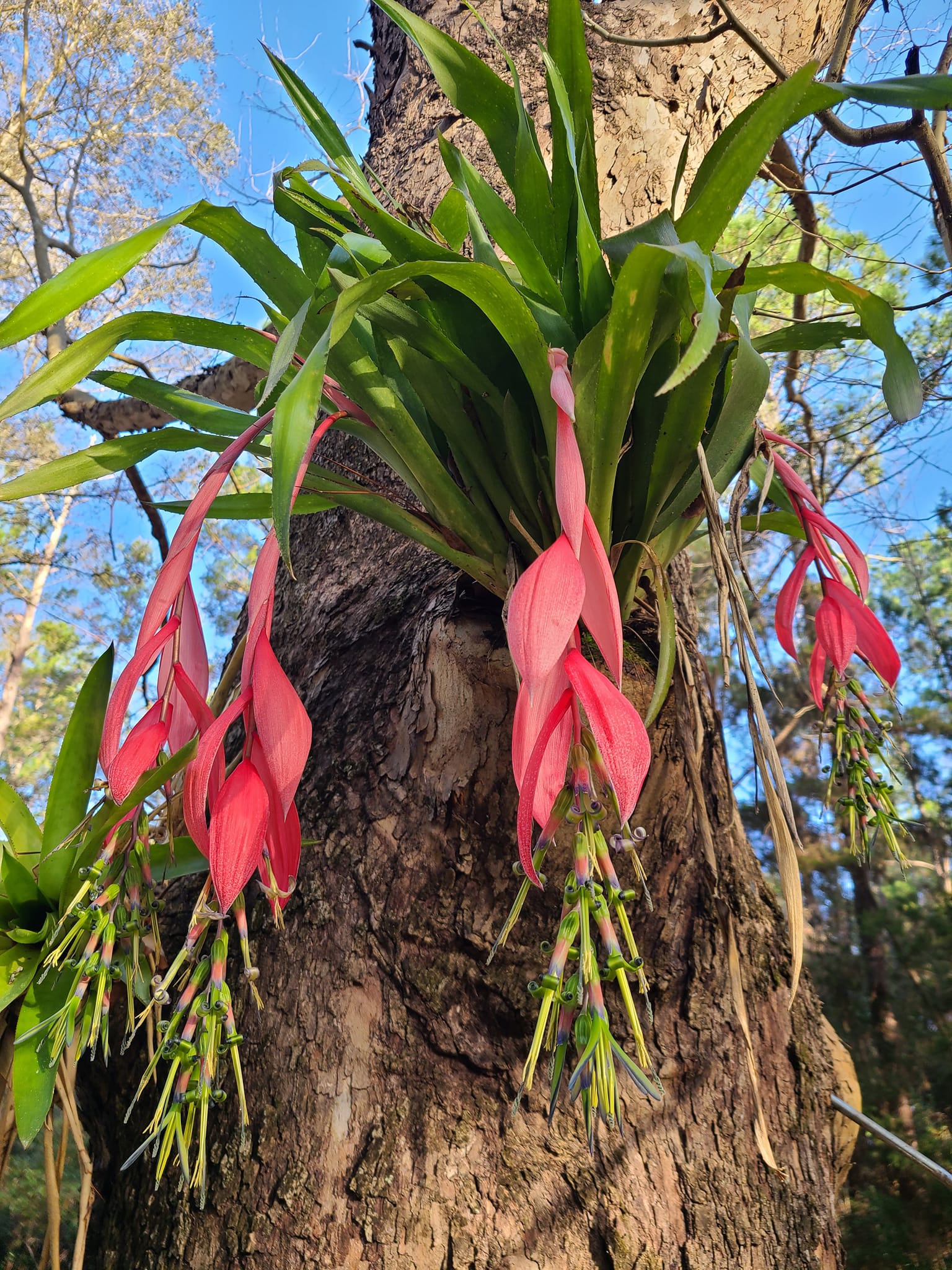 Billbergia 'Ralph Graham French' bromeliad in San Francisco garden