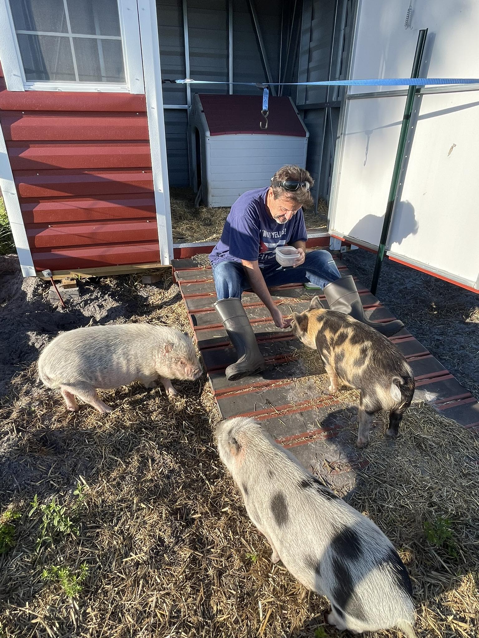Vaccinating pot-bellied pigs with feed store vaccines?
