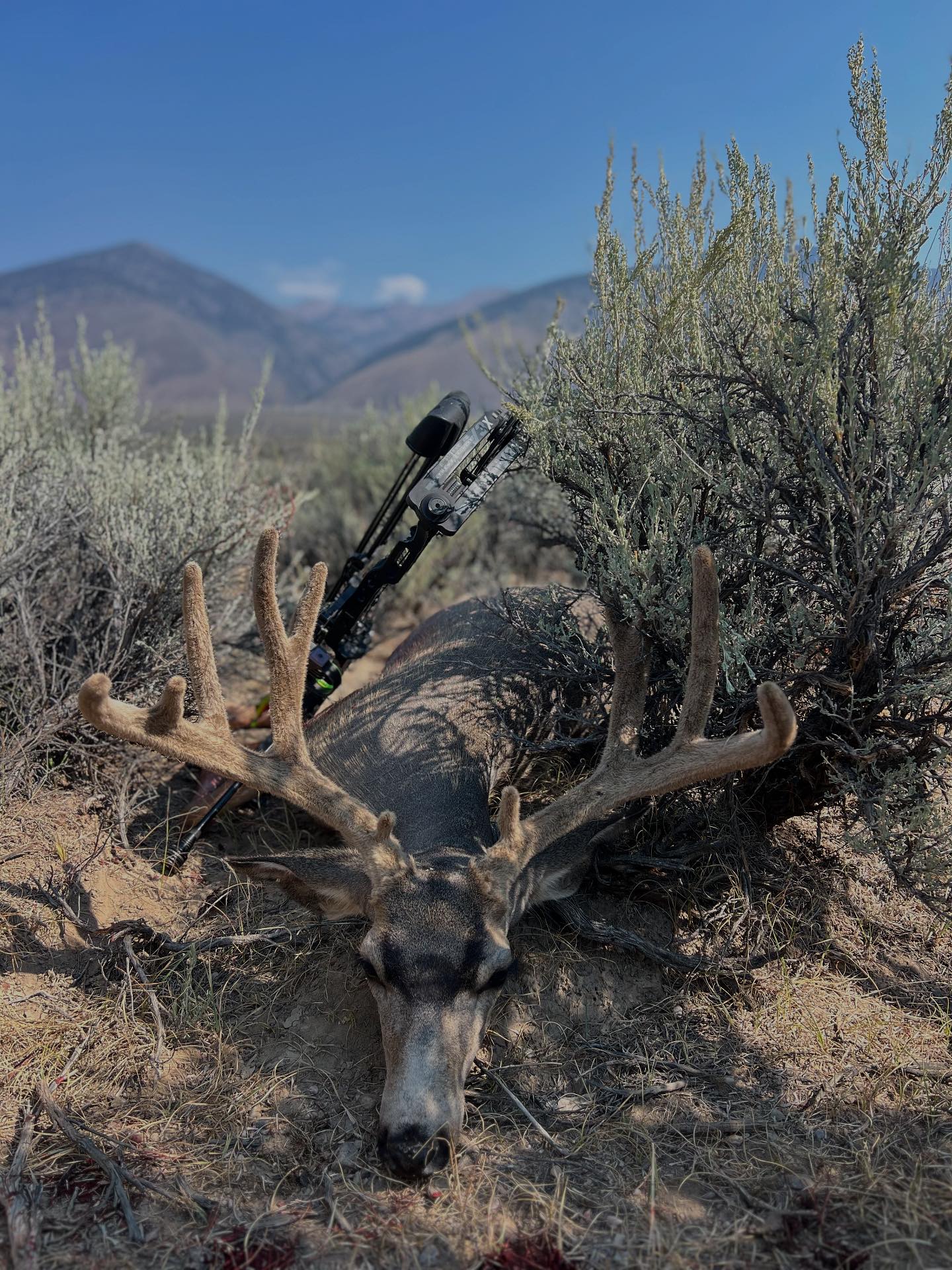 2025 spot and stalk archery muley •... - Easton Hall Pimentel | Facebook