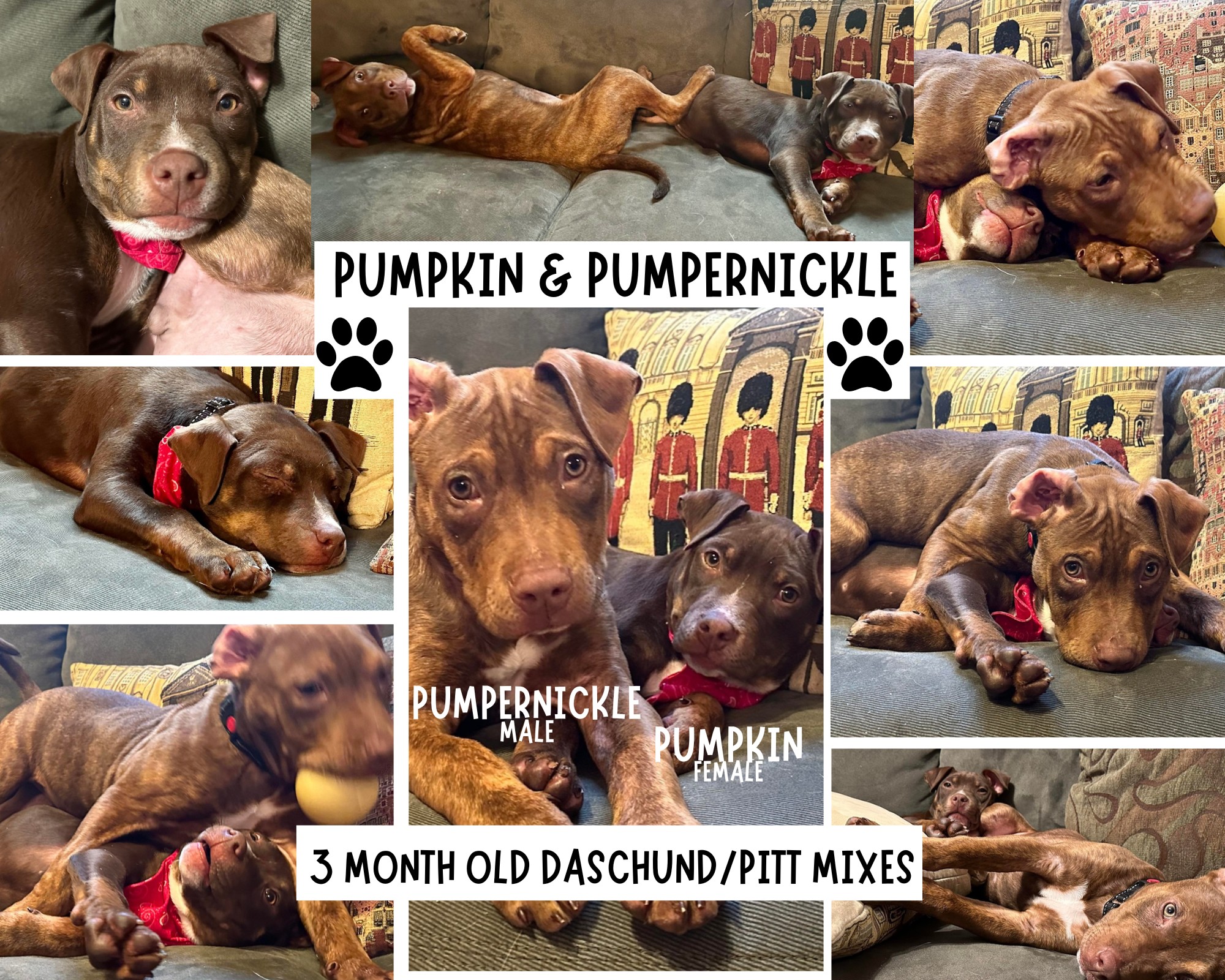 Meet Pumpkin and... - Project Hope Animal Rescue Foundation