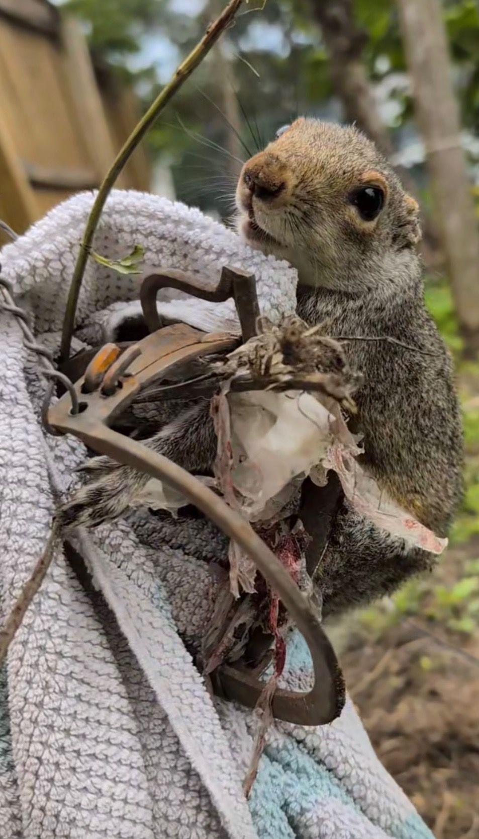 John - Nearly a month after George, the squirrel, was discovered in ...