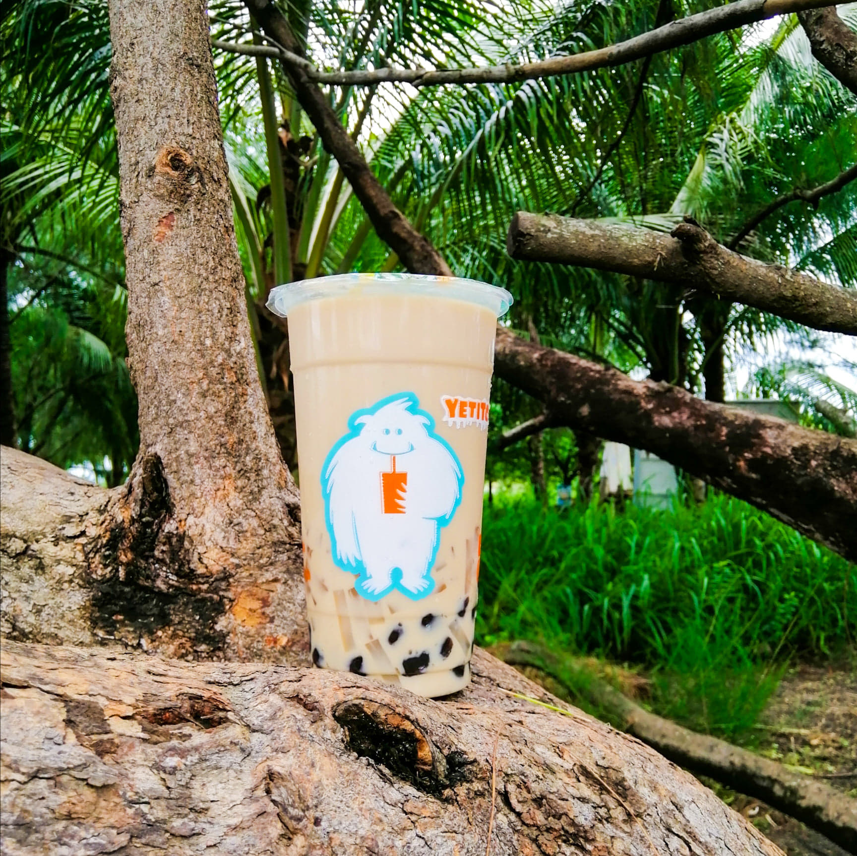 Yetito - 🥥 Did you know that even though Coco Jelly is... | Facebook