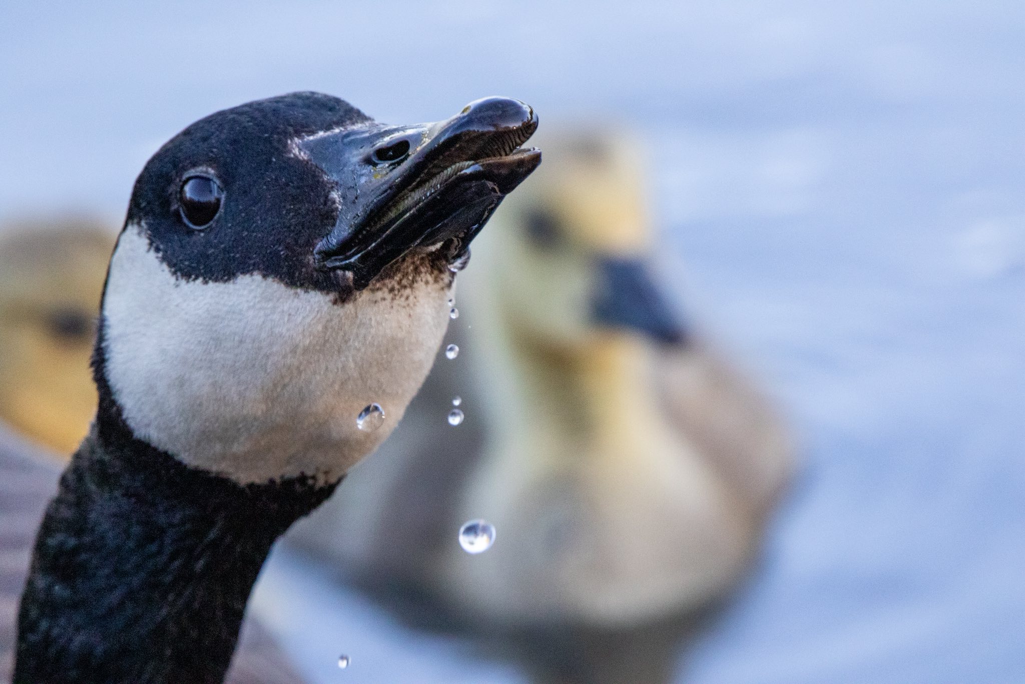 Canada geese landing shots. Taken in #tannersville at Rip Van 