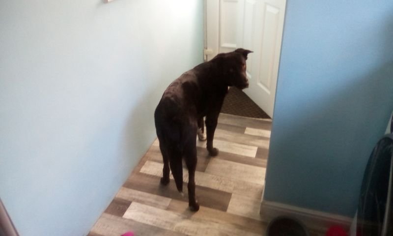 UP FOR HOME TO HOME ADOPTION (please... - Ark Angels 1177664