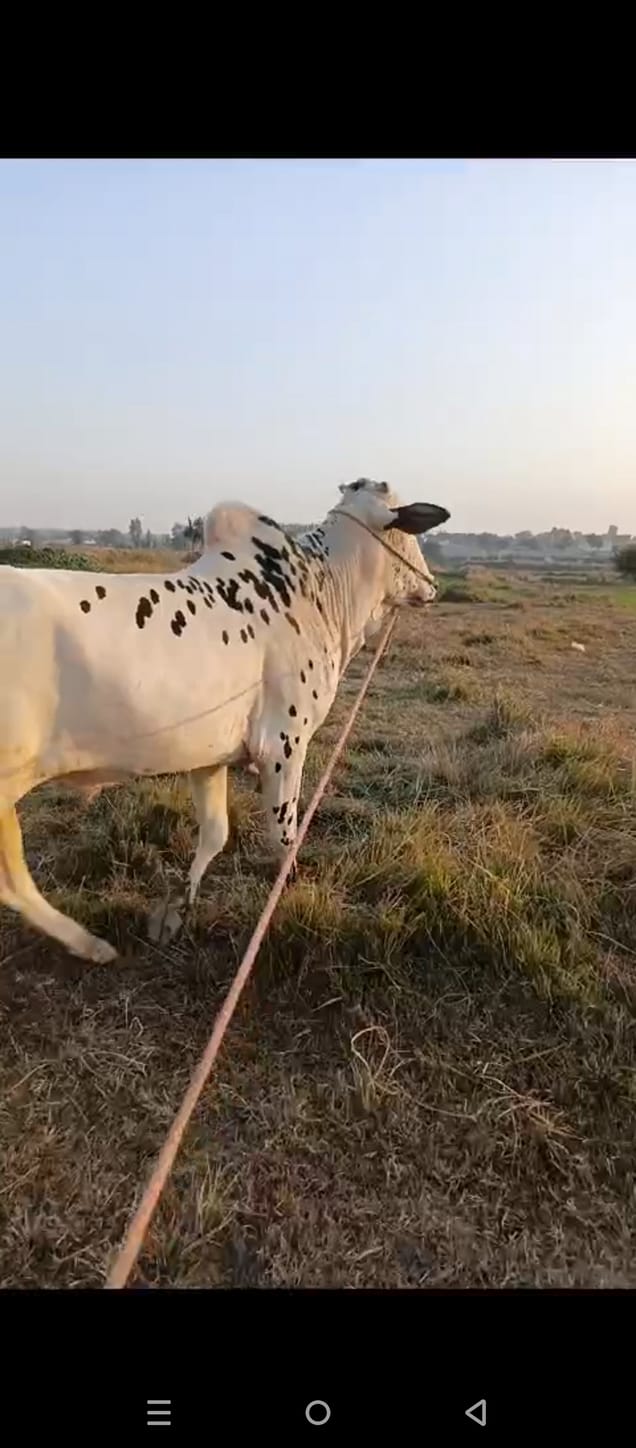 MEER SULTAN RAJA AND BROTHERS CATTLE FARM | Facebook