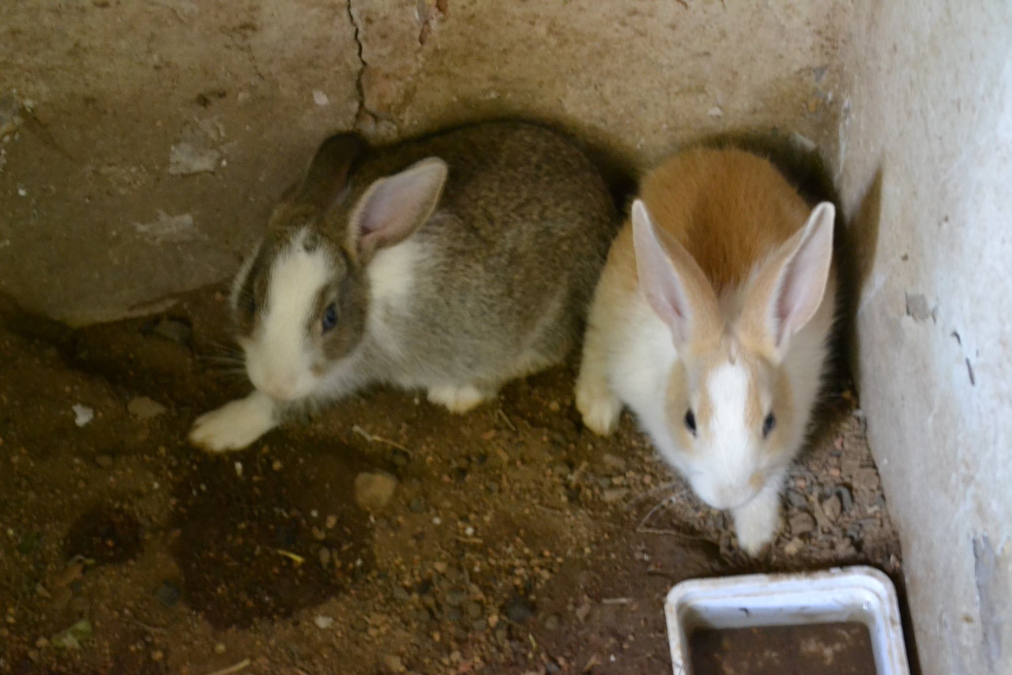 Pet Animal sales -Palamaner | Palamaner