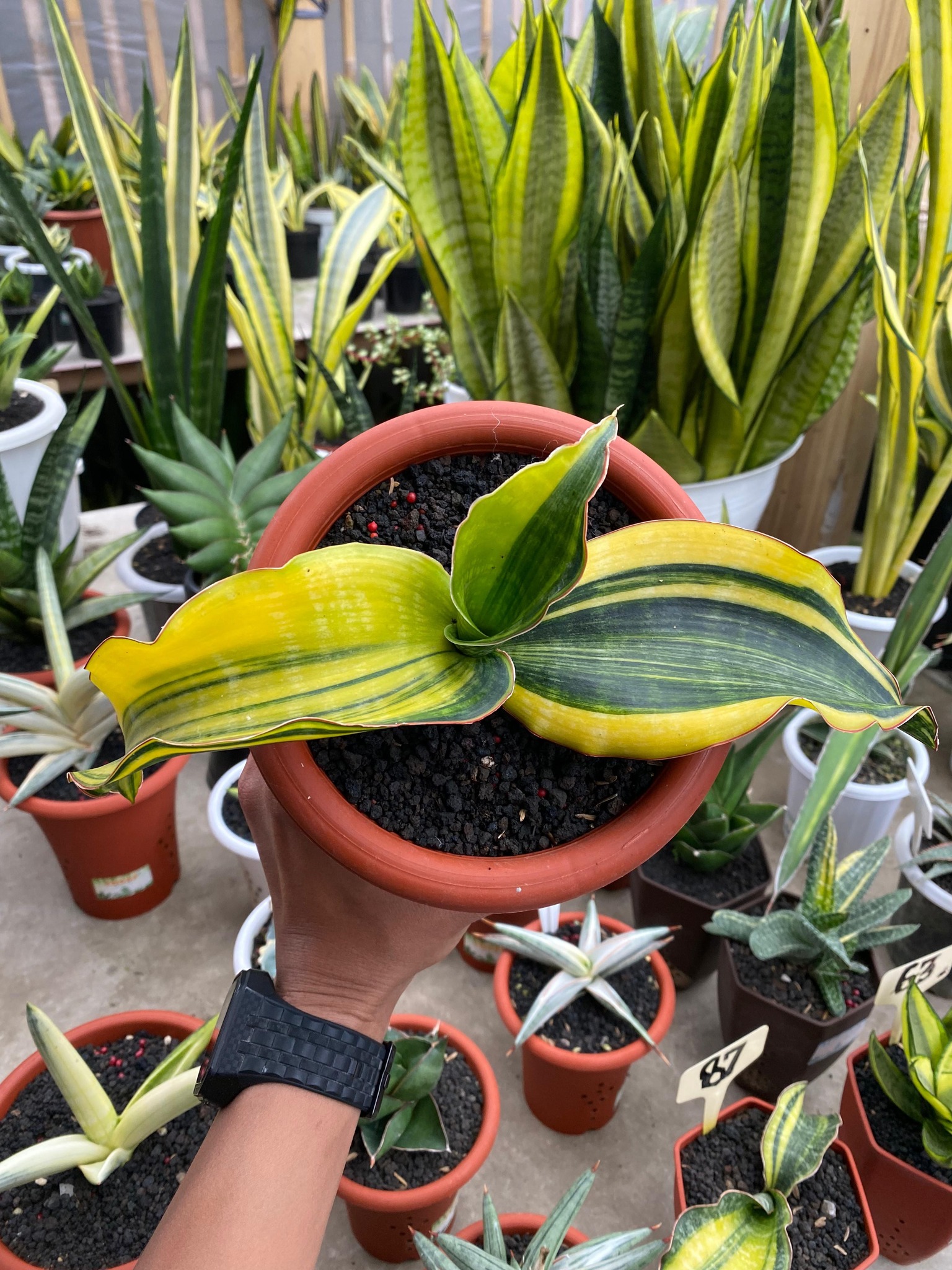 Variegated Sansevieria Madness 🤩☀️🌈 Sharing the snaps of my