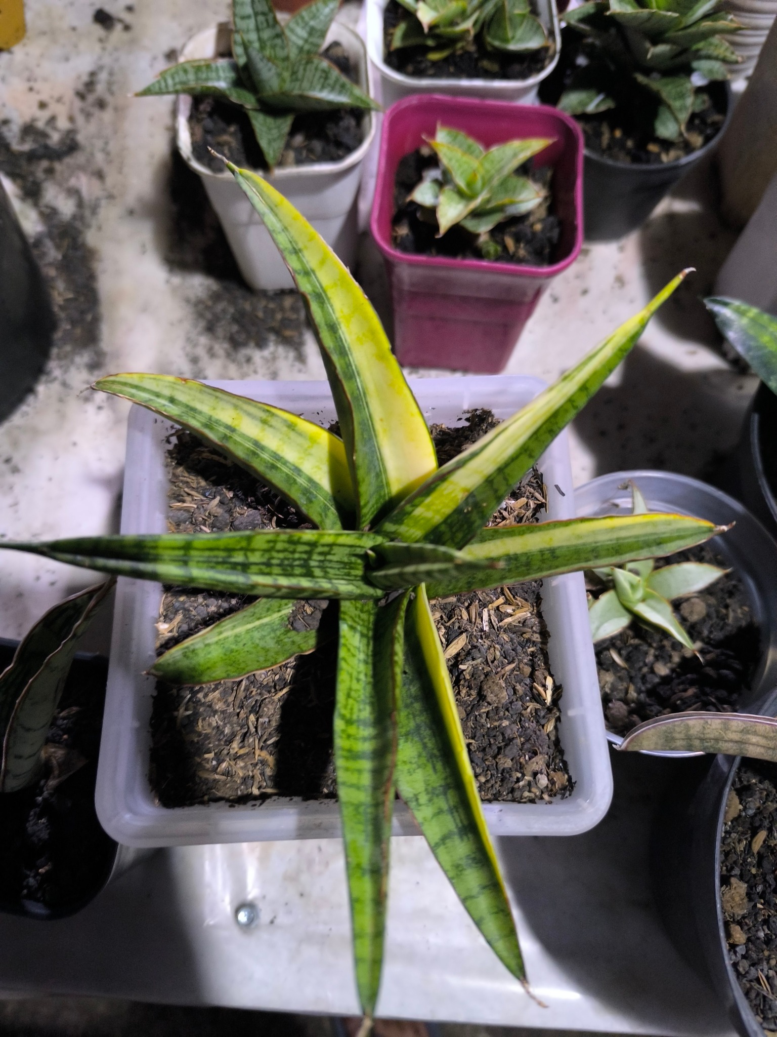 Variegated Sansevieria Madness 🤩☀️🌈 Sharing the snaps of my
