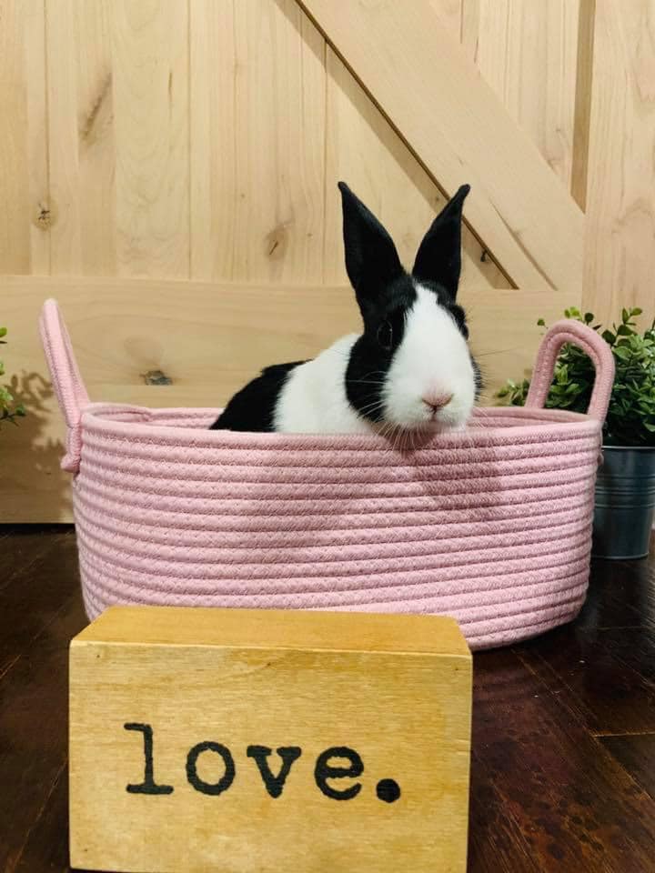 Ruthie’s Dutch Rabbitry