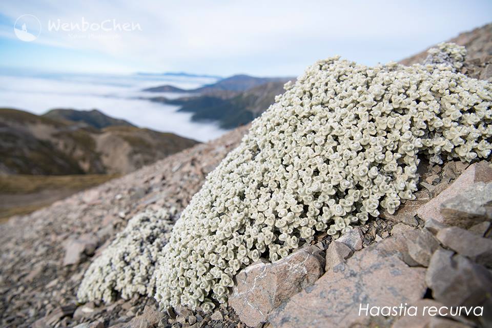 New Zealand Alpine Garden Society | today we heard Clint Callen share ...