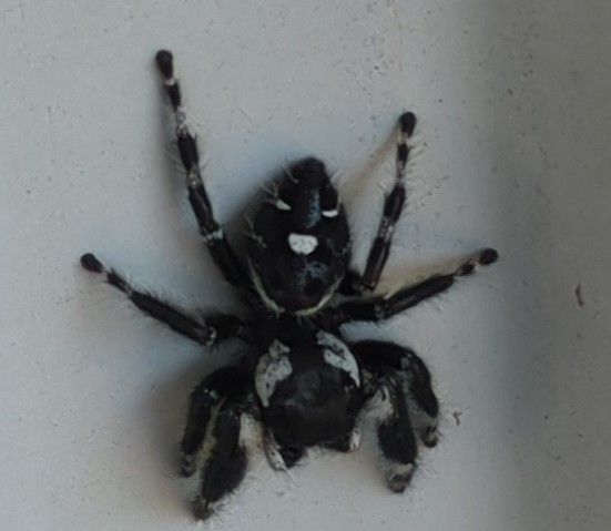 Mysterious spider sighting in the garden