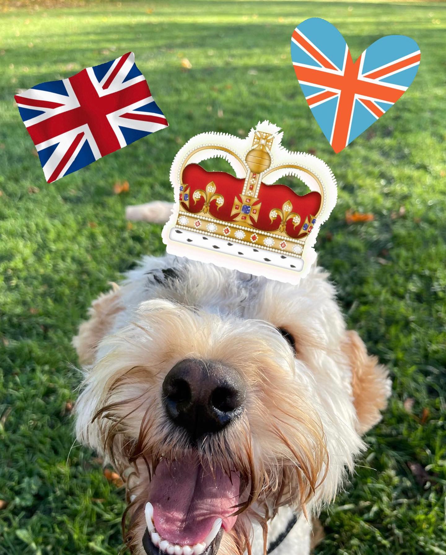 🇬🇧👑Please note The Cockapoo Crew will... - The Cockapoo Crew | Facebook