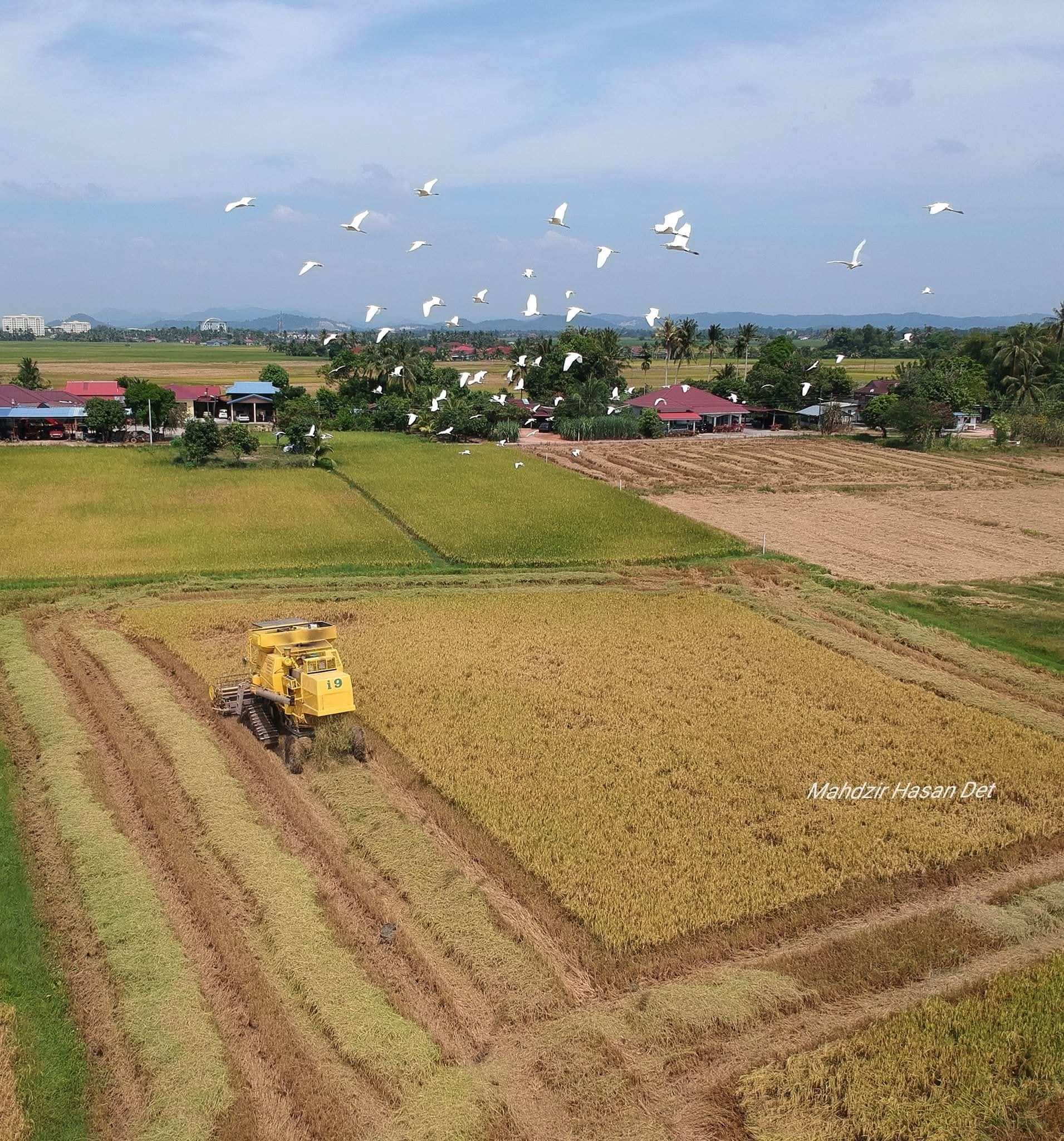 ASEAN World 24 - Southeast Asia Network | During the paddy harvesting ...