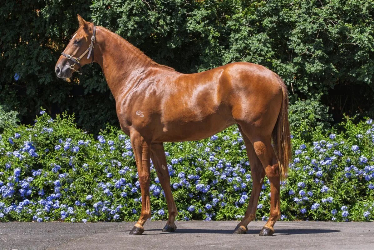 Elite Racing and Syndicate Horses | Facebook