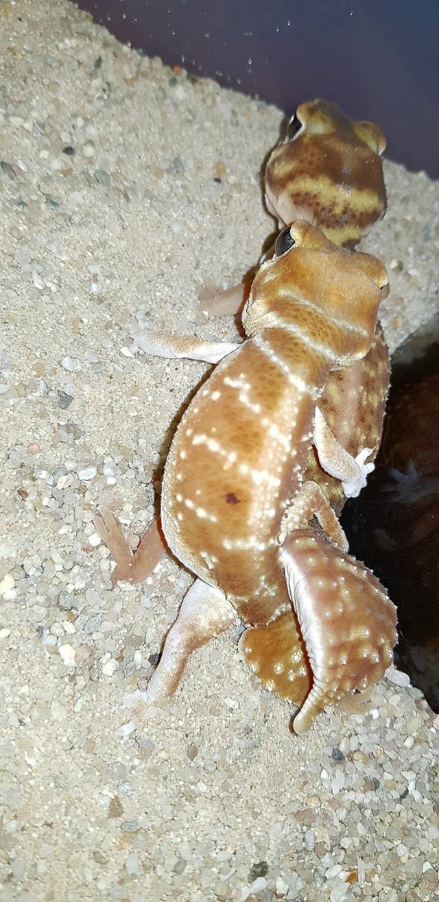 Red Island Geckos - One more pair. Levis levis | Facebook