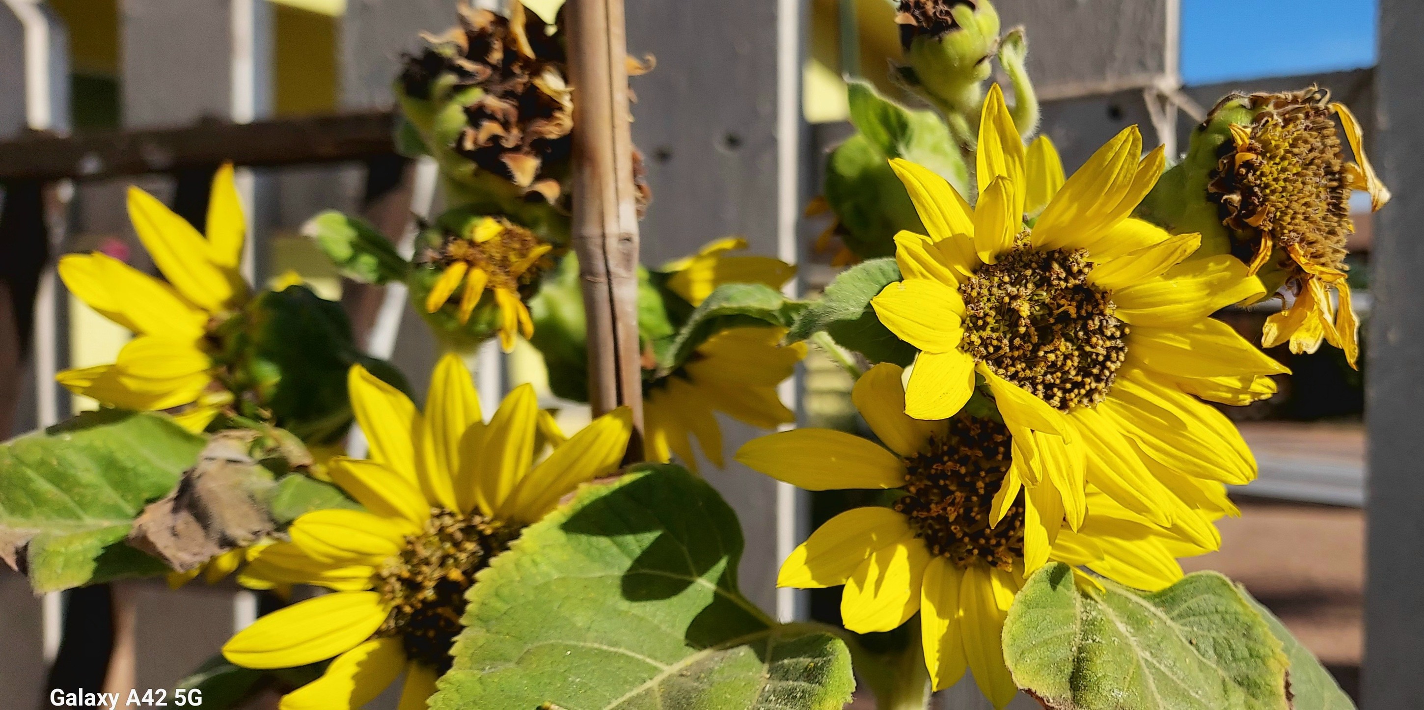 Lemon Queen Sunflower Chocolate Sunflower? Orange Flame Marigold