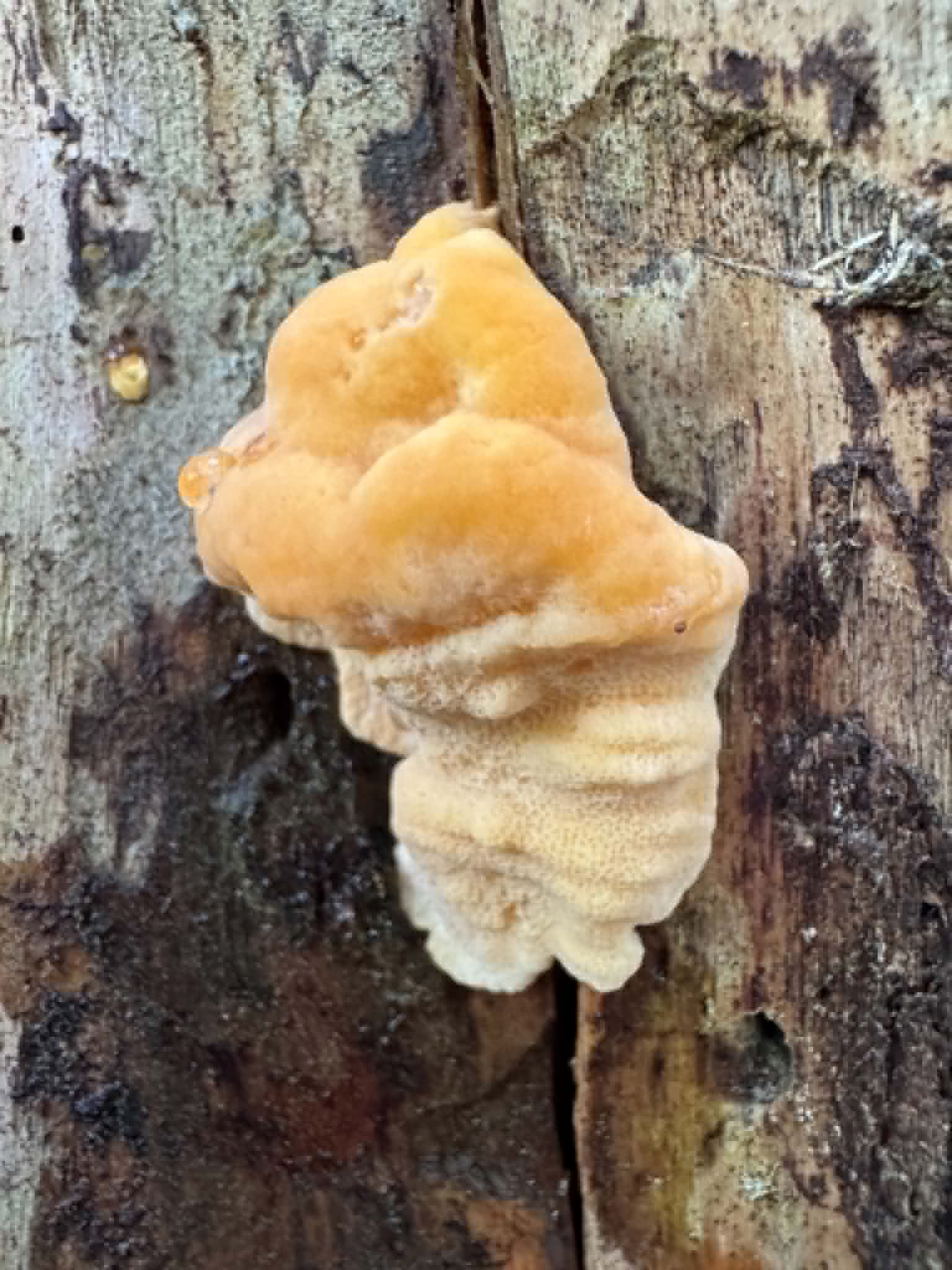 Identifying fungus found on oak in Germany?