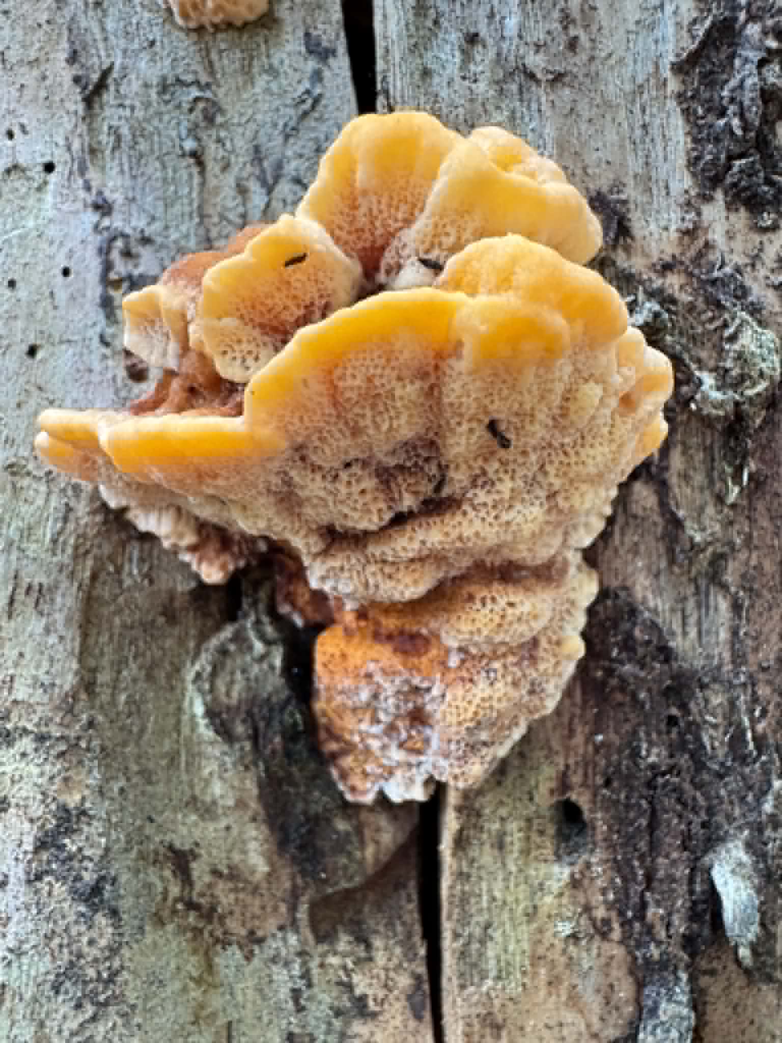 Identifying fungus found on oak in Germany?