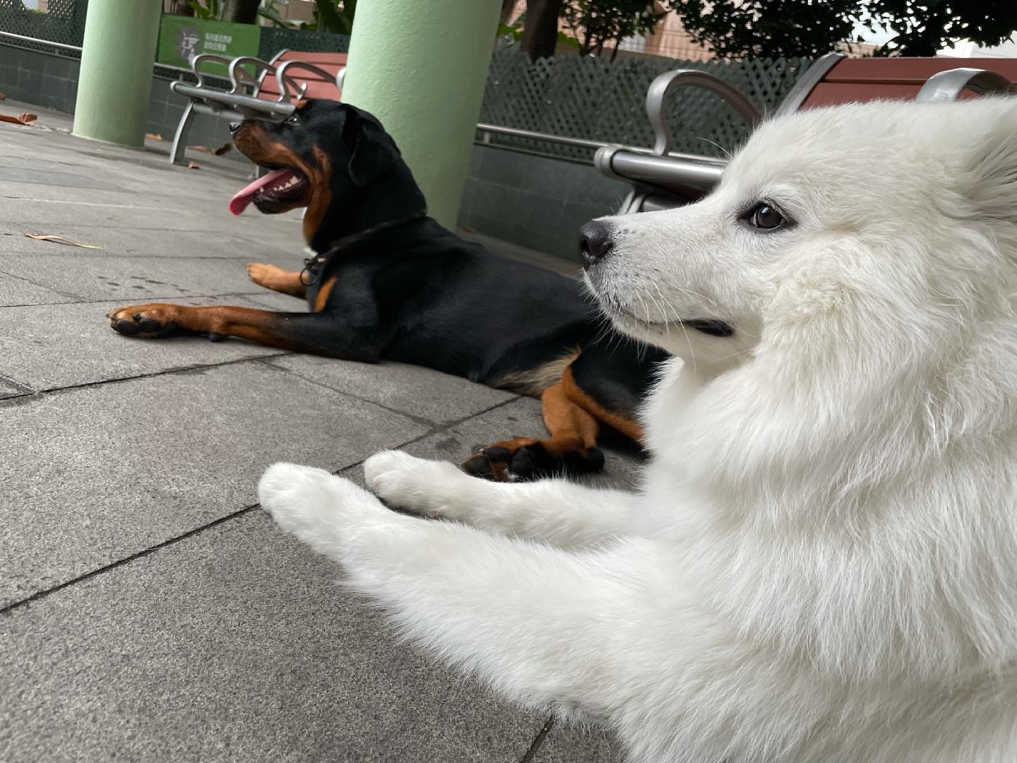 Samoyed Simbaaa - 好認真咁 . . . 等緊狗仔黎狗公園