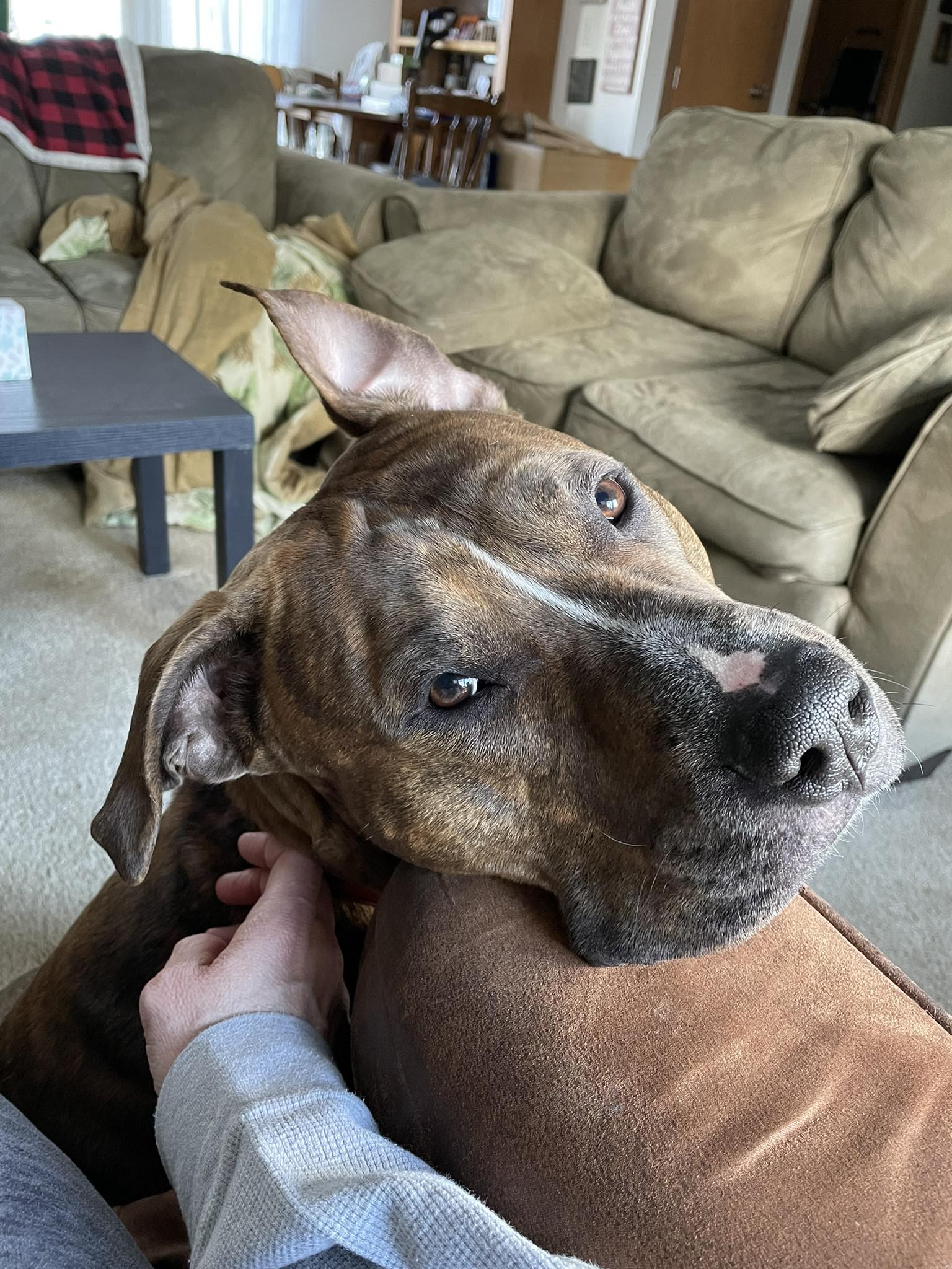 Pitbulls are big babies despite bad reputation
