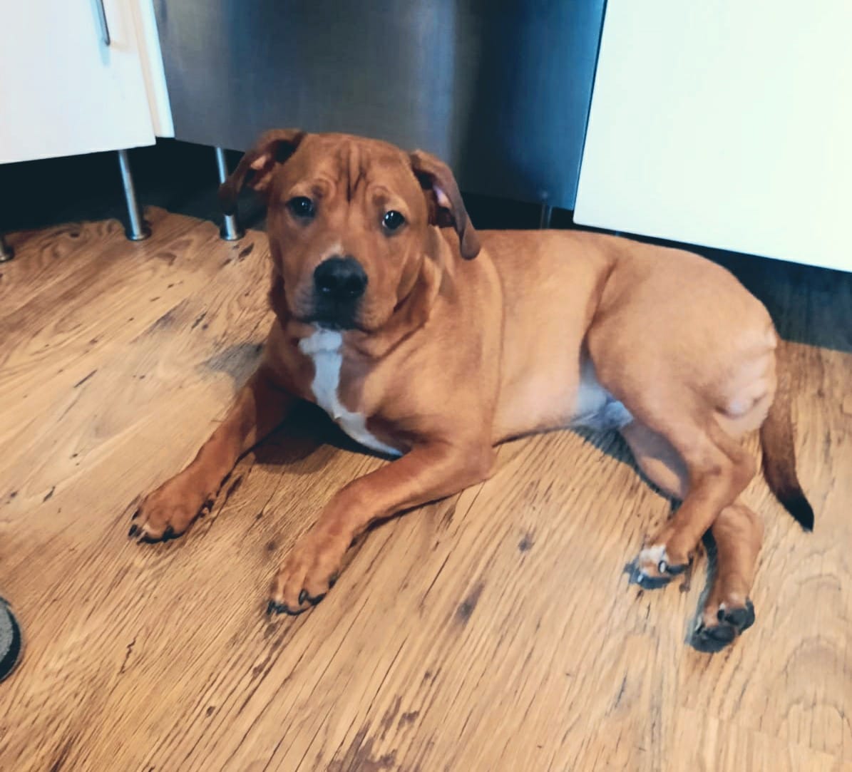 The lovely Neko joined RDR last... - Roaming Dogs Rescue | Facebook