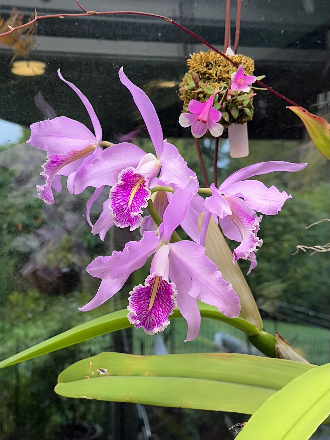 C Maxima 'Gorgeous' orchid from AOS