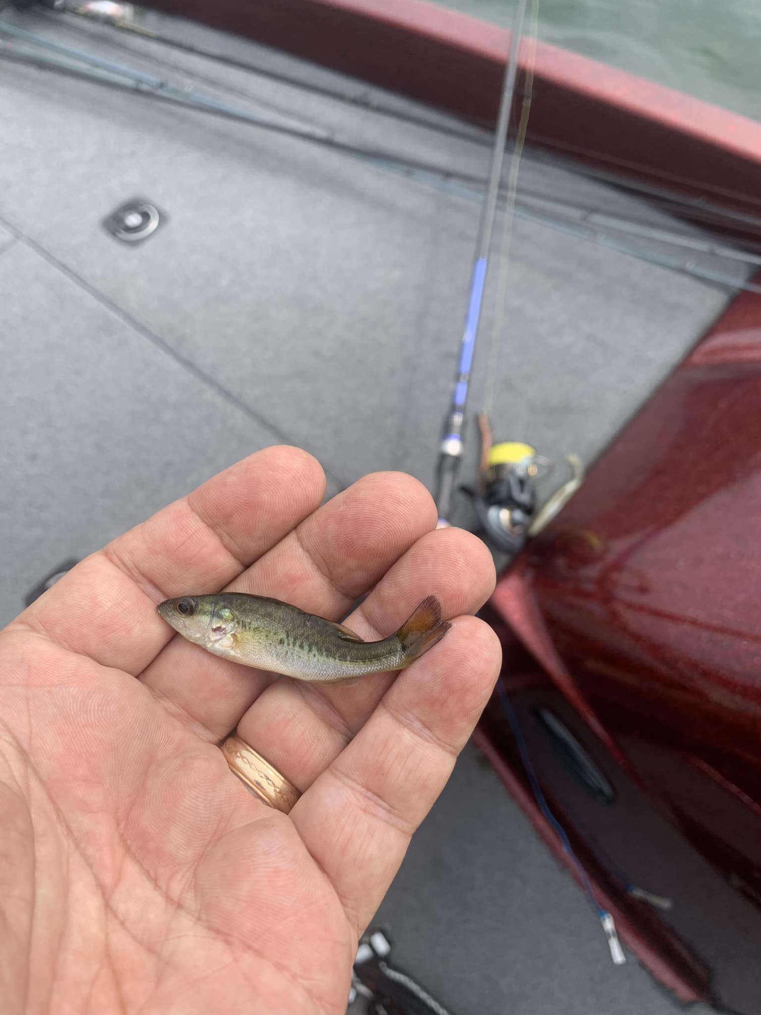 fish dont want my lure anymore mhgu M072 MEGABASS KANATA Minnow Blank Yo-Zuri Hydro Monster Shot Sinking