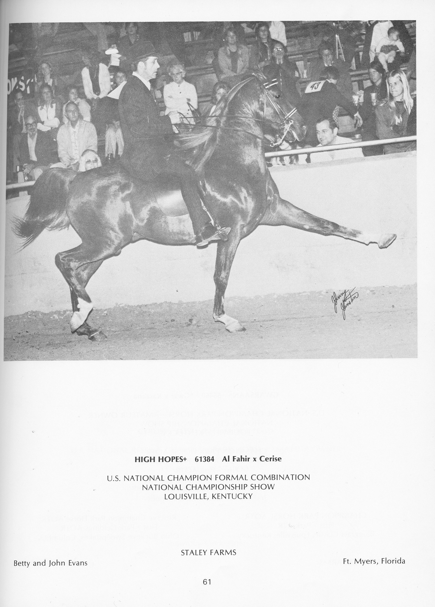 High hopes arabian horse from 1970s era