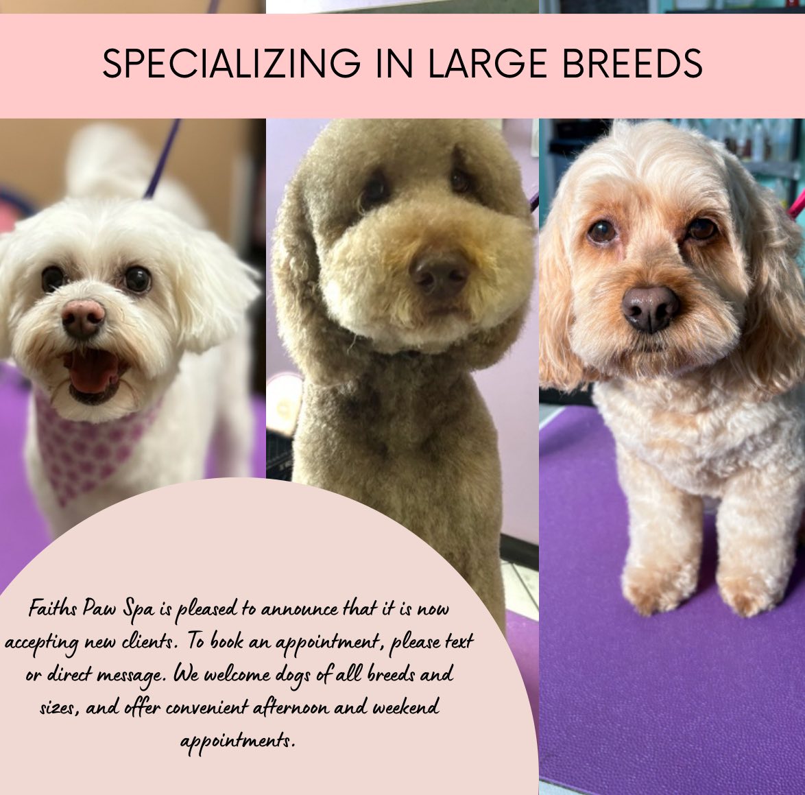 How Much Does a Dog Groomer Make: Salary Insights