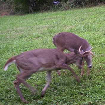 🚨🚨 DEER PROCESSOR UPDATE🚨🚨 For... - Philly Burbs Bowhunters | Facebook