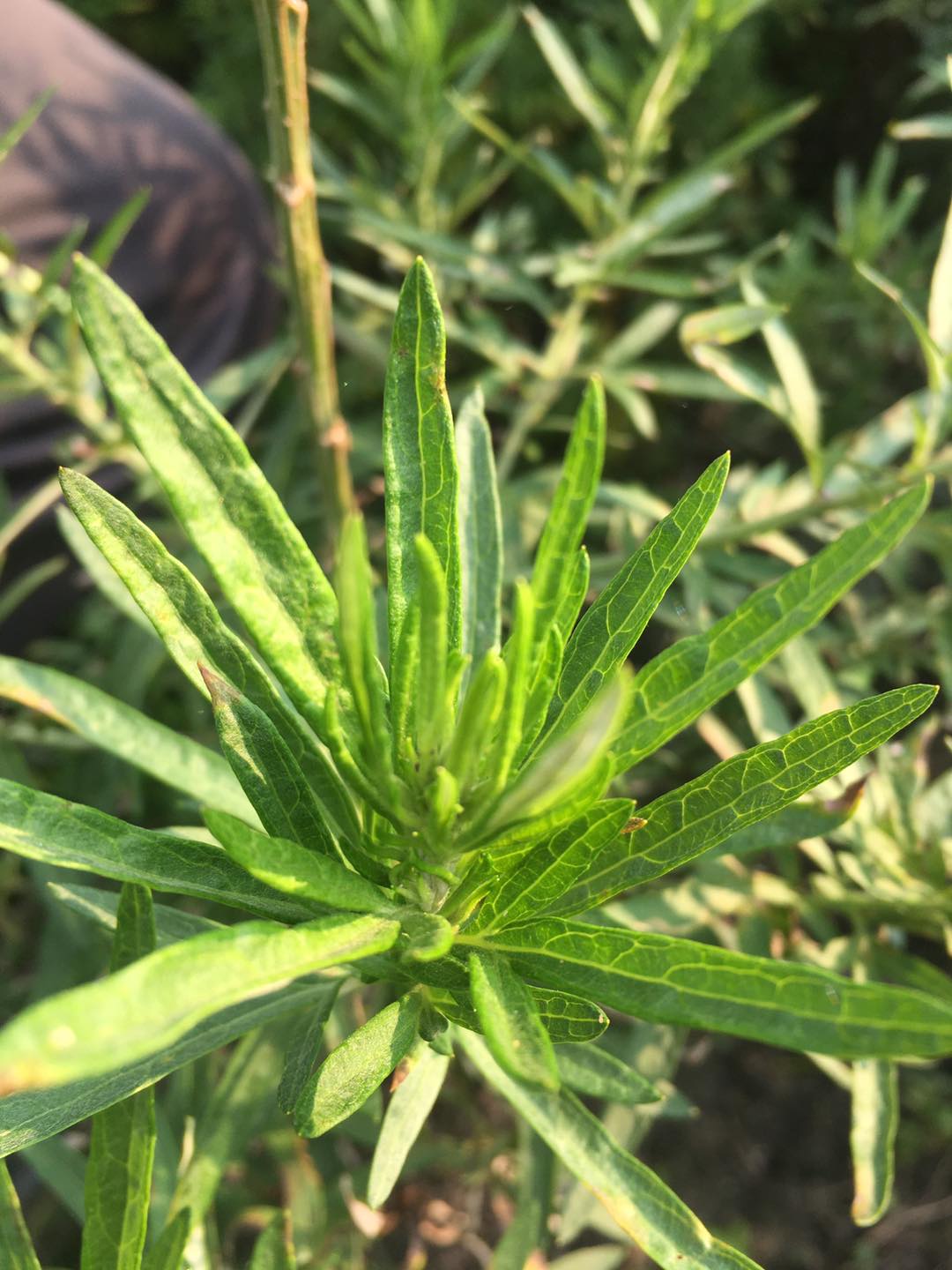 珍艾農場 - 認識艾草 我們農場裡的艾草有六種品種，而艾草一直是古人所常用的必備植物🌳... | Facebook