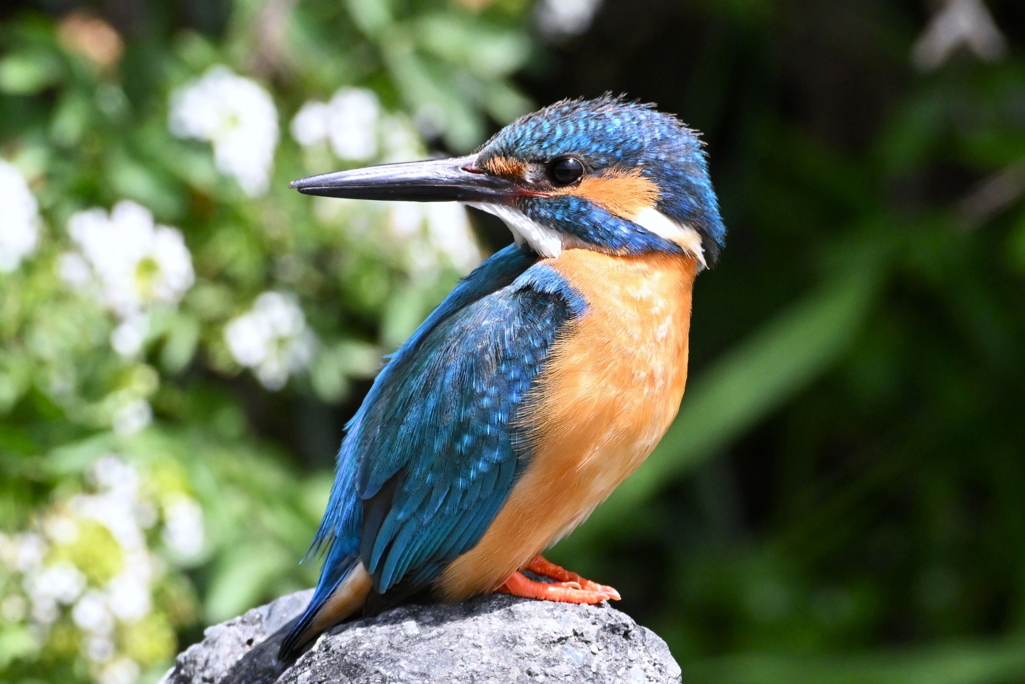 尺里川のカワセミ Z8+FTZⅡ＋TC-20EⅢ+AF-S NIKKOR200-500mmf/5.6E ED
