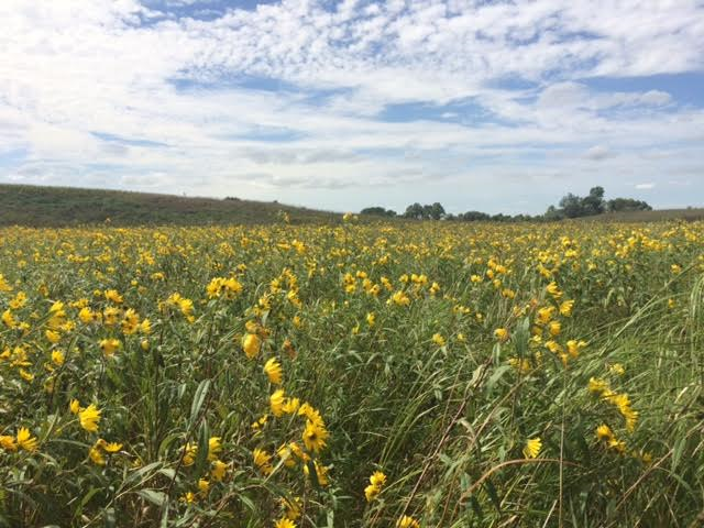 Mower Soil &... - Mower Soil & Water Conservation District