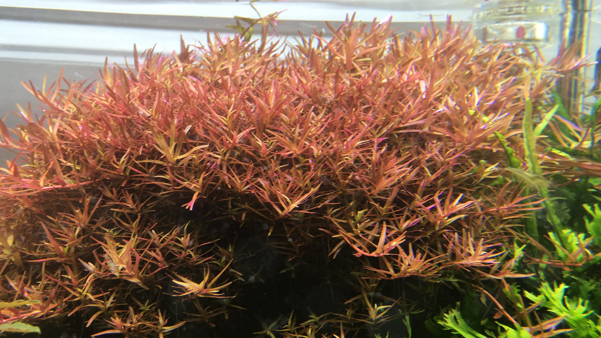 水草好朋友的瑞秋 台北士林 雲端rotala Sp H Ra Gia Lai 丹麥血紅宮廷 紅宮廷 雲端 彩虹圓葉以上4種長得很像 通通分別找機會入手種種看吧 水草玩賞