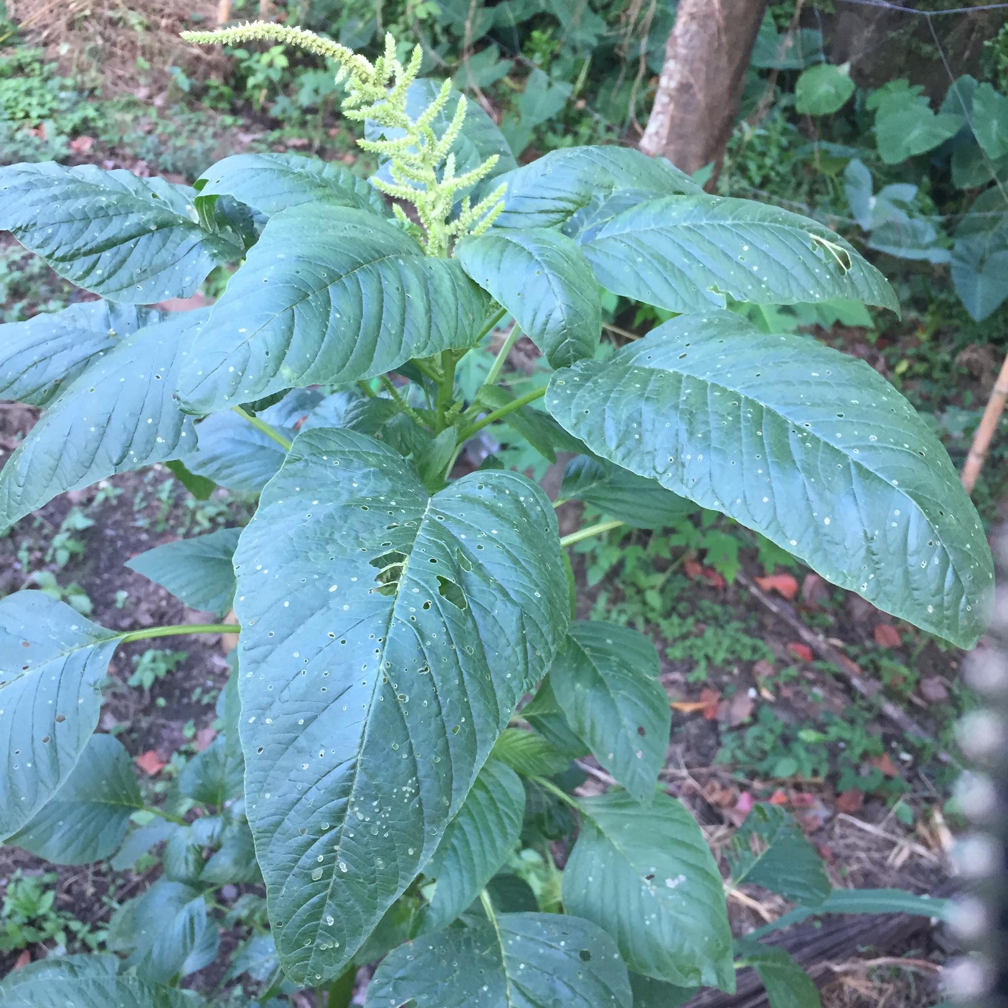 The Evergreen Los Banos - 4. Uray/Kulitis (Amaranthus Spinosus) The ...