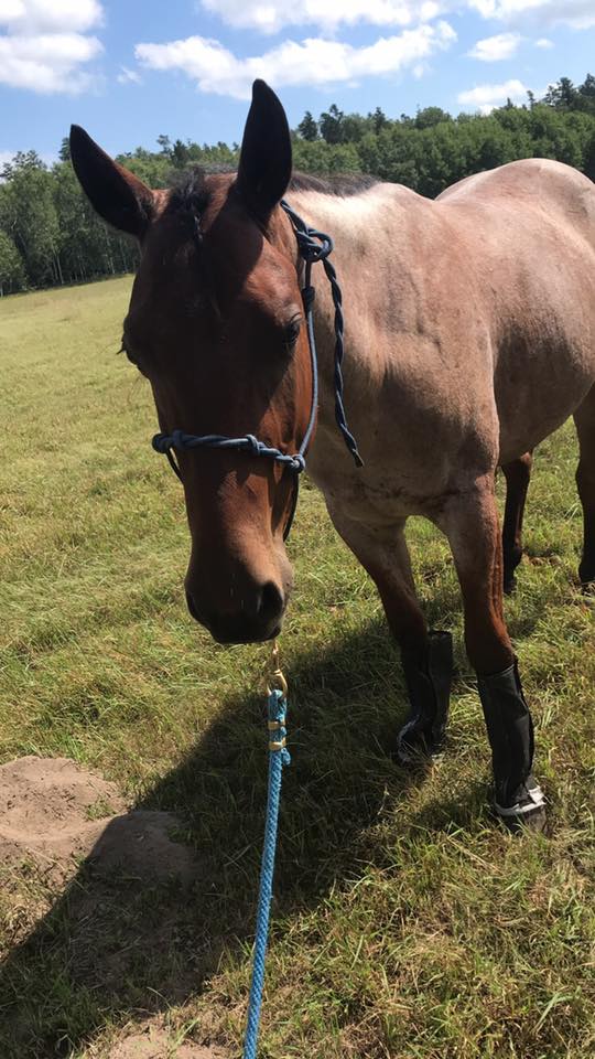 I Received A Wonderful Update On Astroid Beautiful Hearts Rescue Facebook