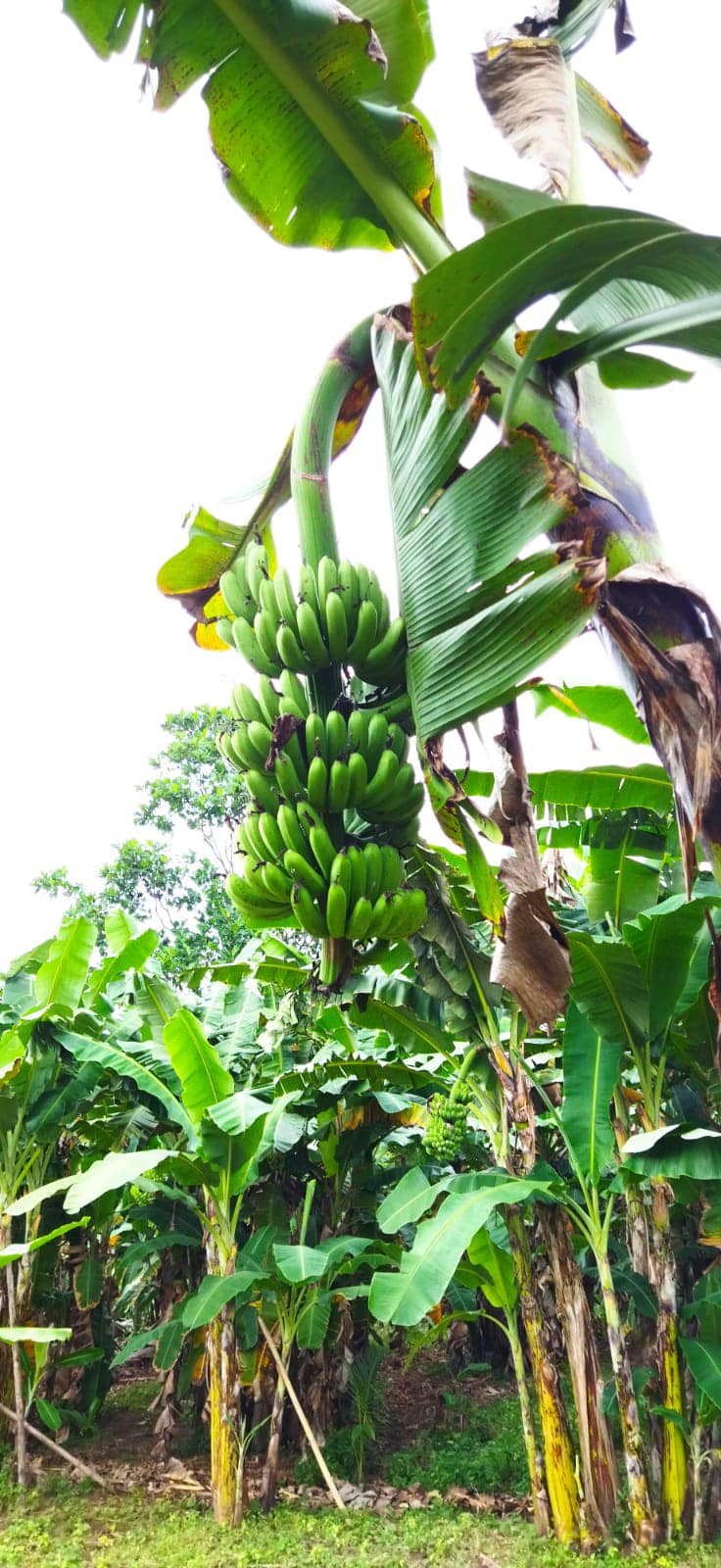 FARM ni MAHAL - Saging 🍌