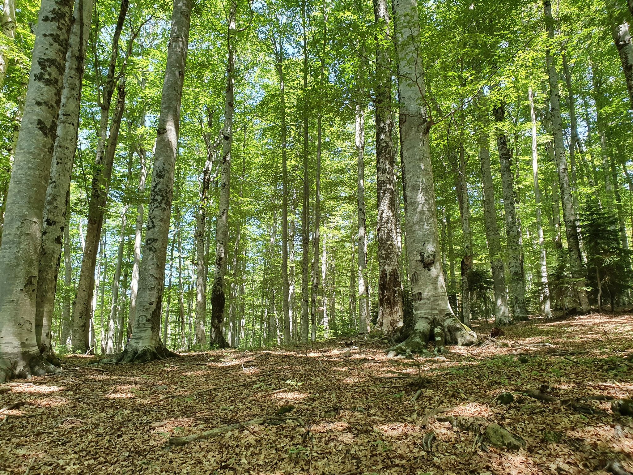 Rrajcë-UNESCO National Park | Rrajcë