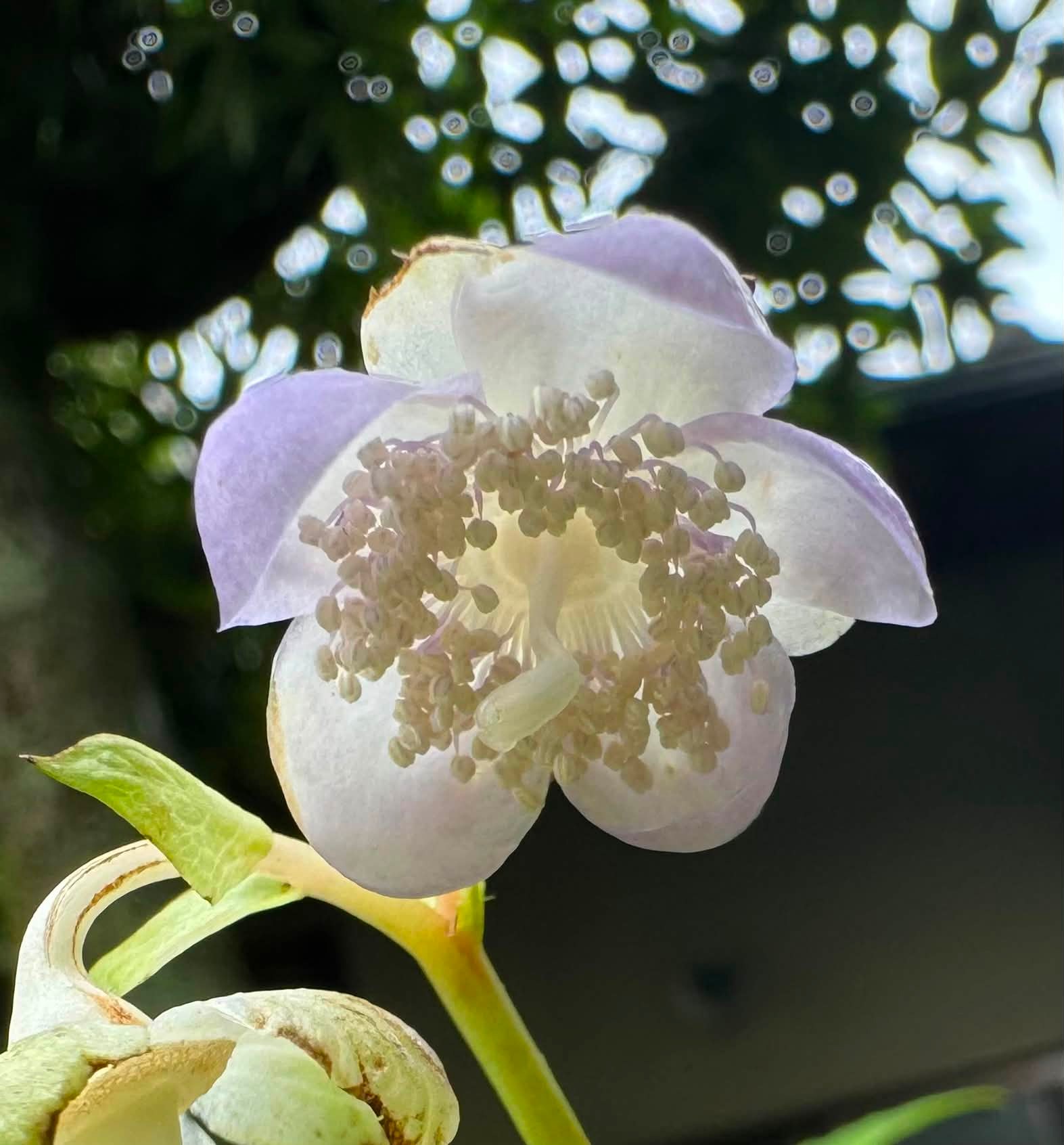 開花中の山野草・・・今年も一番先に咲いたツツジはエゾムラサキツツジ