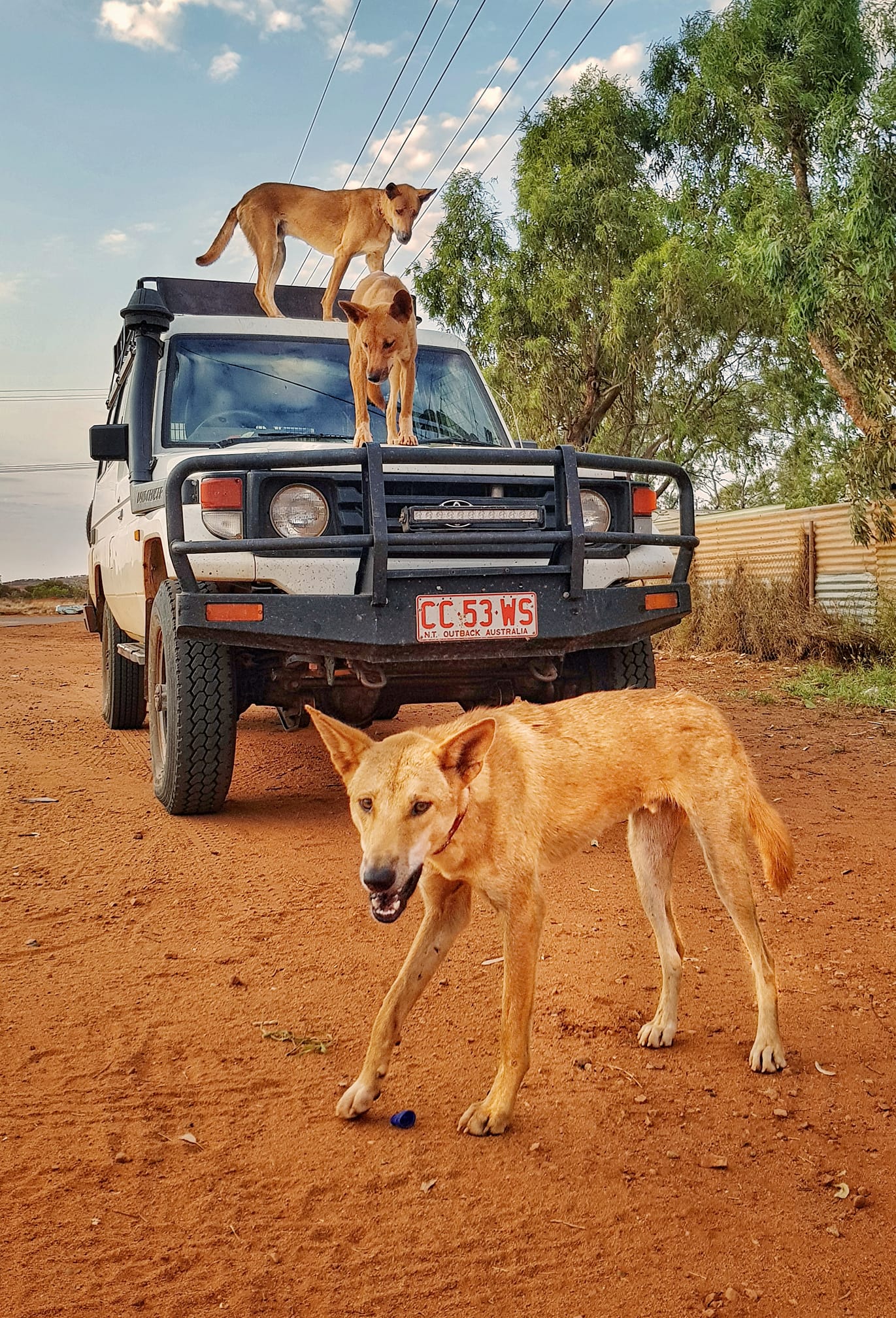 What is it with Dingos and troopies?... - Aussie Desert Dogs